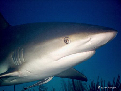 This image was taken while diving in Nassau in August 200... by Steven Anderson 